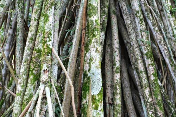 istock Pattern of breathing roots from Pandan tree with lichen and moss, close up view 1383205651