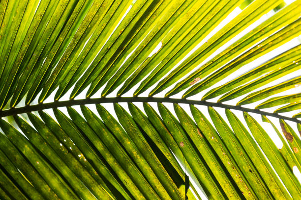 istock Nature background. Texture of green leaf plant wallpaper with sun light. 1383205849