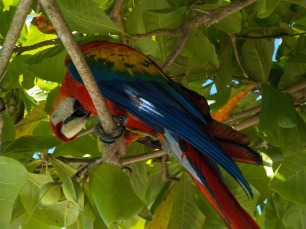 istock Scarlet Macaw feeding in cashew tree 1383206868