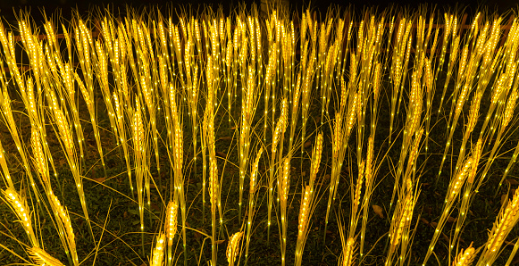 rice field made from LED lights