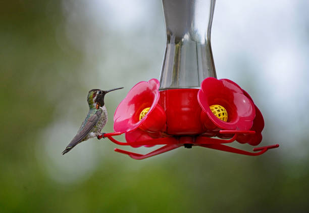 Hummingbird,  family Trochilidae shot taken on Antelope Island, Utah.
