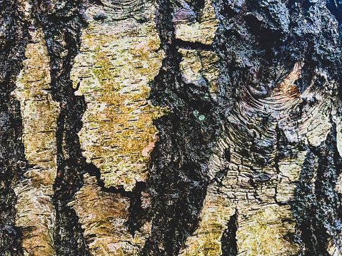 A wet, yellowish and coarse tree bark.
