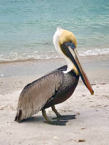 Brown Pelican Brown pelican visiting the beach - Southwest Florida brown pelican stock pictures, royalty-free photos & images