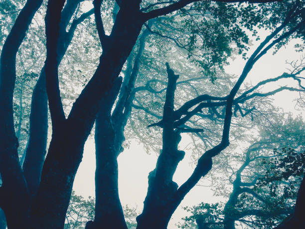 Sun ray coming through tree top. mystical atmosphere. Wolfsschucht gorge in Eifel region in Germany.