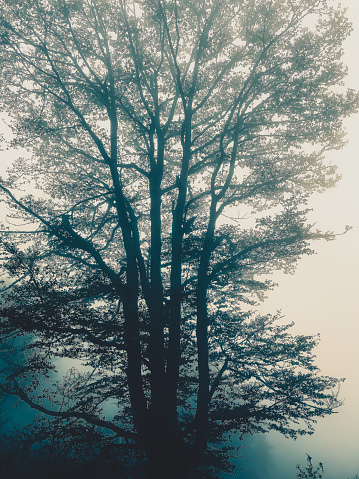 The Black Forest in Germany with fog.