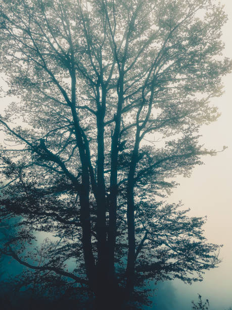 the black forest in germany with fog. - black forest forest sky blue imagens e fotografias de stock