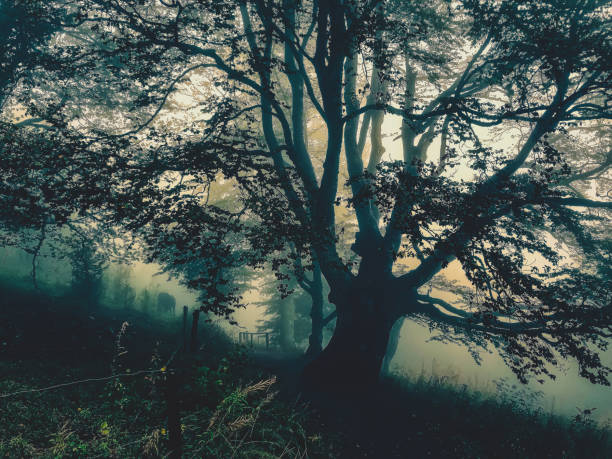 istock Trees in the Black Forest in Germany with fog. 1383224882