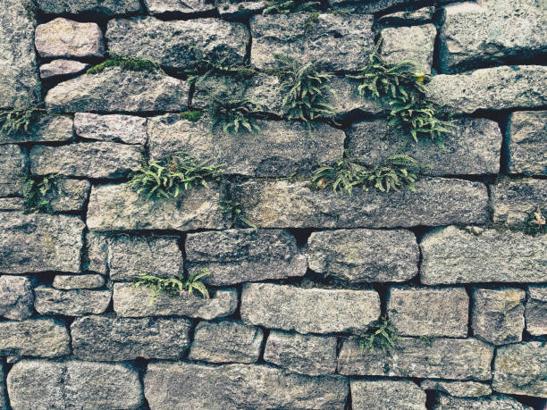 Wall of stones with vegetation as texture or background.