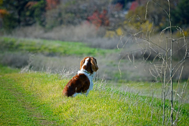 A close up low level view of a working cocker spaniel enjoying the great outdoors on a family coastal trip to coaster in the North East of England. It has beautiful brown and white colouring and is panting with its tongue out.