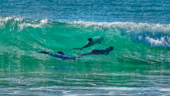 Hectors dolphins, surfing in Porpoise Bay, The Catlins, south island, New Zealand. Hectors dolphins, a cetacean, are endemic to New Zealand are endangered.