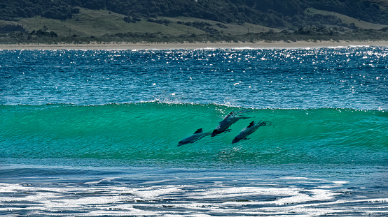Hectors dolphins, surfing in Porpoise Bay, The Catlins, south island, New Zealand. Hectors dolphins, a cetacean, are endemic to New Zealand are endangered.
