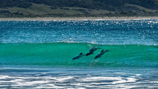 golfinhos hectors, surfando em porpoise bay, the catlins, nova zelândia. - hector - fotografias e filmes do acervo