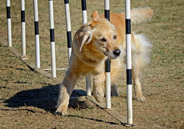 Golden Retriever dog weaving through pole obstacles.