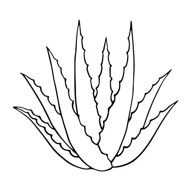 Vector illustration of Hand-drawn aloe vera plant