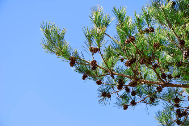 Japanese Pine Tree against clear sky with copy space.