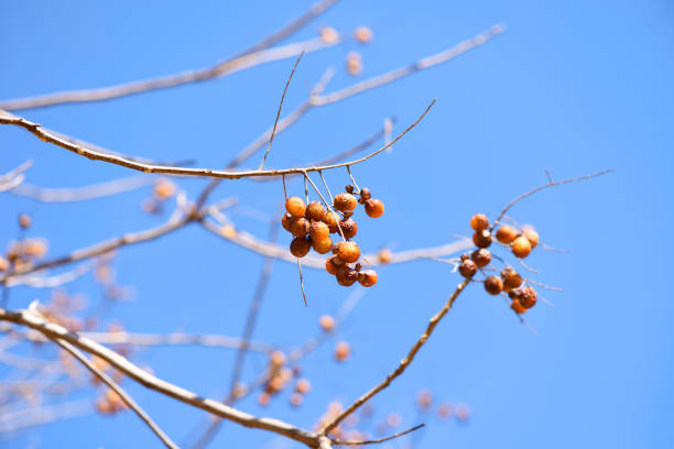 Close-up of ripe Nutmeg fruit growing on a tree against clear sky with copy space.