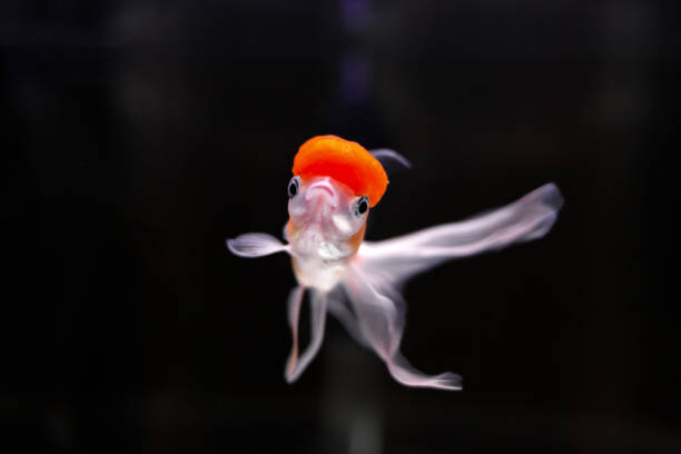 Goldfish Aquarium.Goldfish on black background