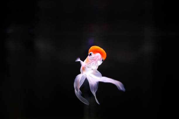 Goldfish Aquarium.Goldfish on black background