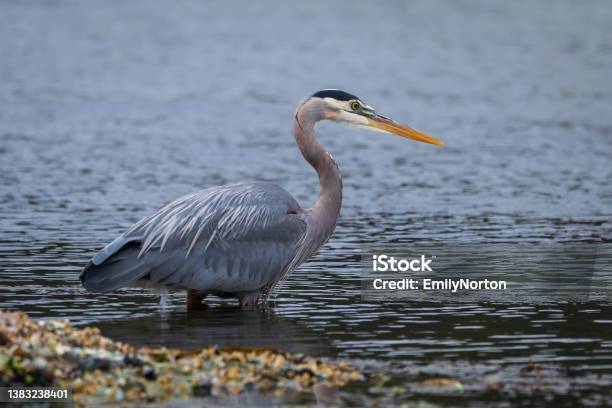 Great Blue Heron Along The Shoreline Stock Photo - Download Image Now - Animal, Animal Behavior, Animal Themes
