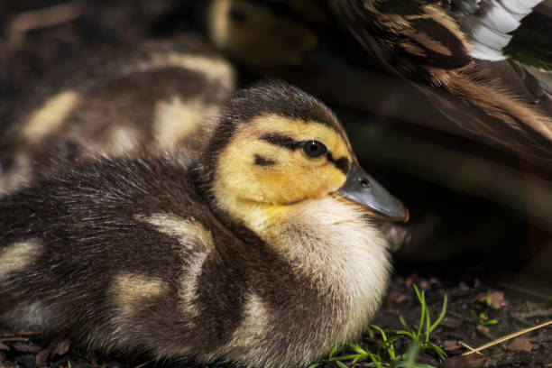 istock Mallard Duckling At The Park 1383238408