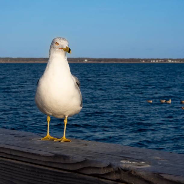 istock White seagull standing on wooden railing, with blue water behind 1383240108