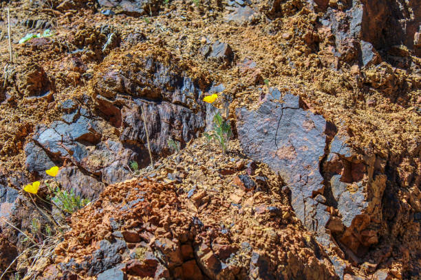 istock Poppy flower and natural stone 1383243484