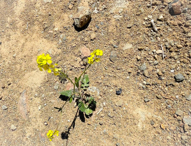 istock California wildflowers in spring 1383243524