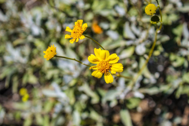 istock California wildflowers in spring 1383243558