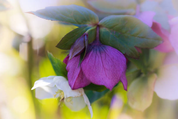 Spring flowers in Victoria, British Columbia.