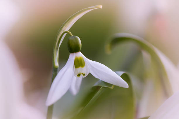 istock Spring Flowers In The Garden 1383244752