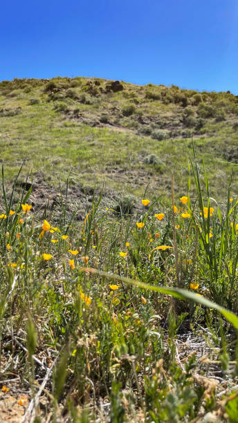 istock California poppy flowers 1383255465
