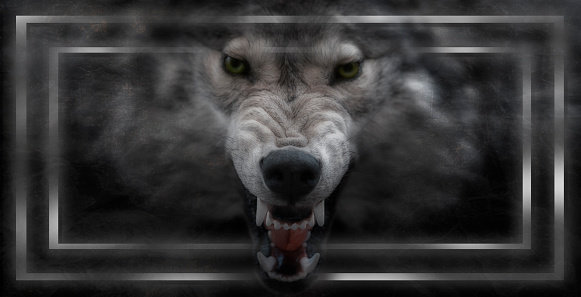 Grey wolf from the frame
