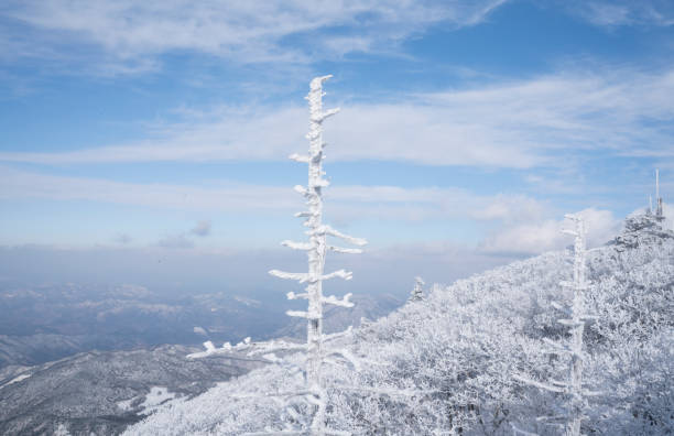 White winter snow scene in Deogyusan National Park