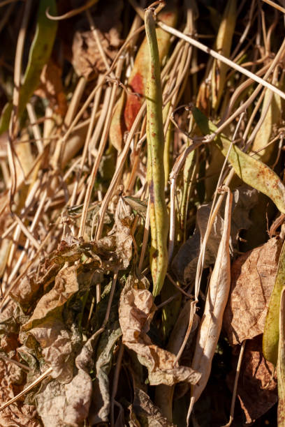 istock harvested beans while drying plants outdoors 1383294511