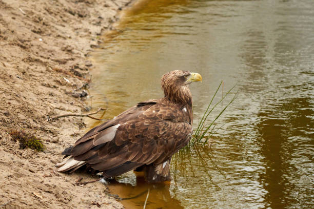 ein seeadler trinkt im wasser. wassertröpfchen treten aus dem schnabel aus. detaillierte, gelbe schnabelbraune federn, tierthemen - nature animal themes wildlife outdoors stock-fotos und bilder