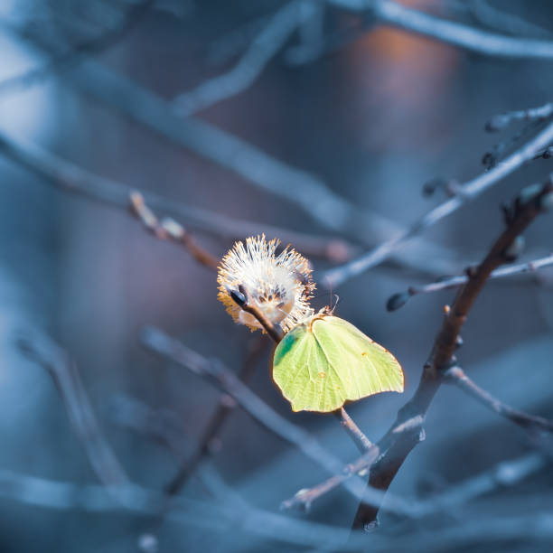 istock A beautiful yellow spring butterfly sitting on a willow tree flower. Springtime scenery of Northern Europe. 1383311154
