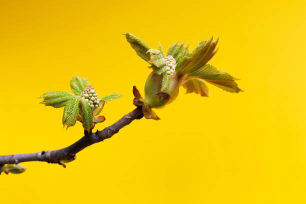 Young horse chestnut germs on a yellow background. Spring, the beginning of life. The perfect solution for your design