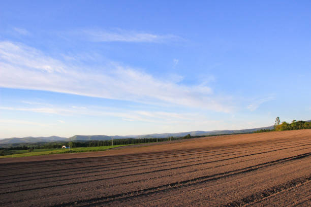 istock Field at dusk and blue sky 1383312732