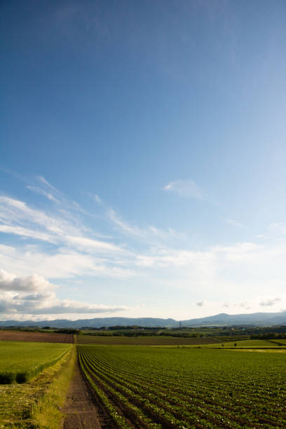 Early summer hilly upland and blue sky