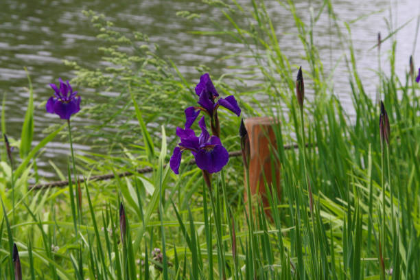istock Purple flowers in summer 1383312792