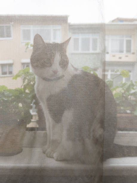 istock Cat behind curtains sitting on window sill 1383318240