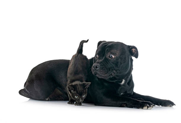 istock staffordshire bull terrier and kitten 1383320397