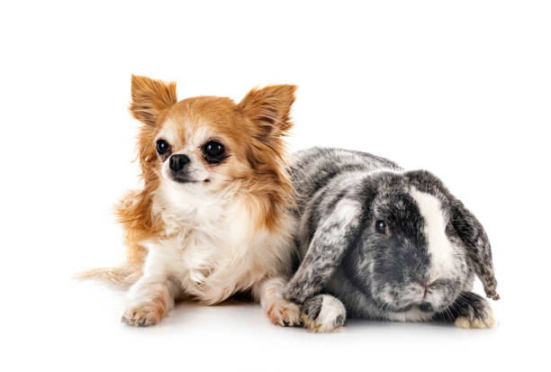 istock Lop rabbit rhoen and chihuahua 1383325212
