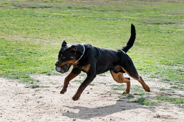 istock training of rottweiler 1383325213