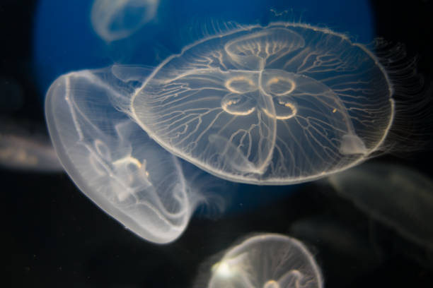 istock Jellyfish floating in the deep ocean 1383329477