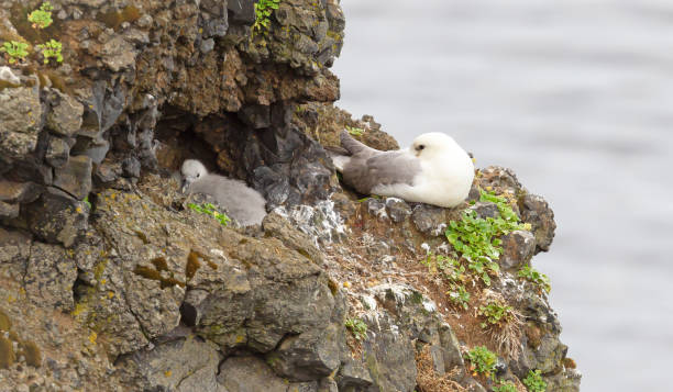 fulmar du nord reposant sur une falaise - fulmar photos et images de collection