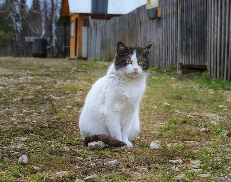 A cute village domestic cat walks outdoors in spring and poses for a photographer. Close-up.