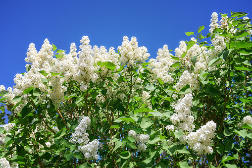 White lilac blooms against the blue sky. Spring flowering of lilacs. Close-up. Decorative bush of white lilac on a sunny spring day. White flowers. Ural lilac (Russia). Well kept garden