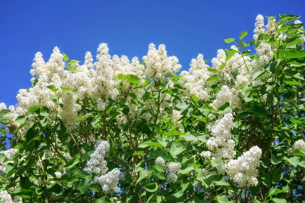 Photo of White lilac blooms against the blue sky