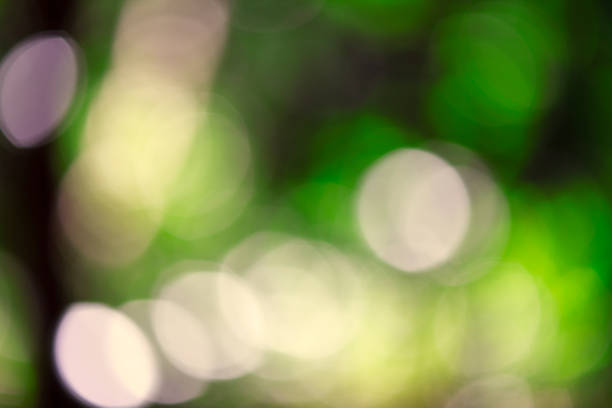 istock Defocused forest leaves with sunlight through the trees 1383345578
